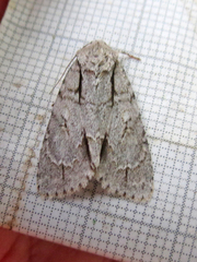 Acronicta spinigera