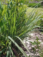 Andropogon virginicus