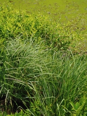 Andropogon virginicus
