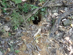 Manis pentadactyla pentadactyla