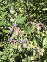 Borago