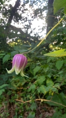 Clematis viorna