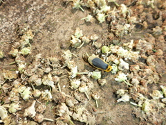 Chauliognathus distinguendus