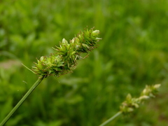 Carex annectens