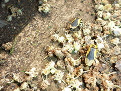 Chauliognathus distinguendus