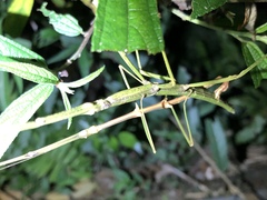Phraortes elongatus