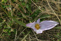 Colchicum melanthoides melanthoides