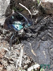 Phanaeus furiosus