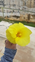 Hibiscus tiliaceus pernambucensis