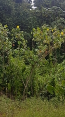 Hibiscus tiliaceus pernambucensis