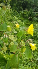 Hibiscus tiliaceus pernambucensis