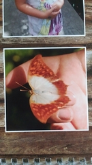 Charaxes varanes