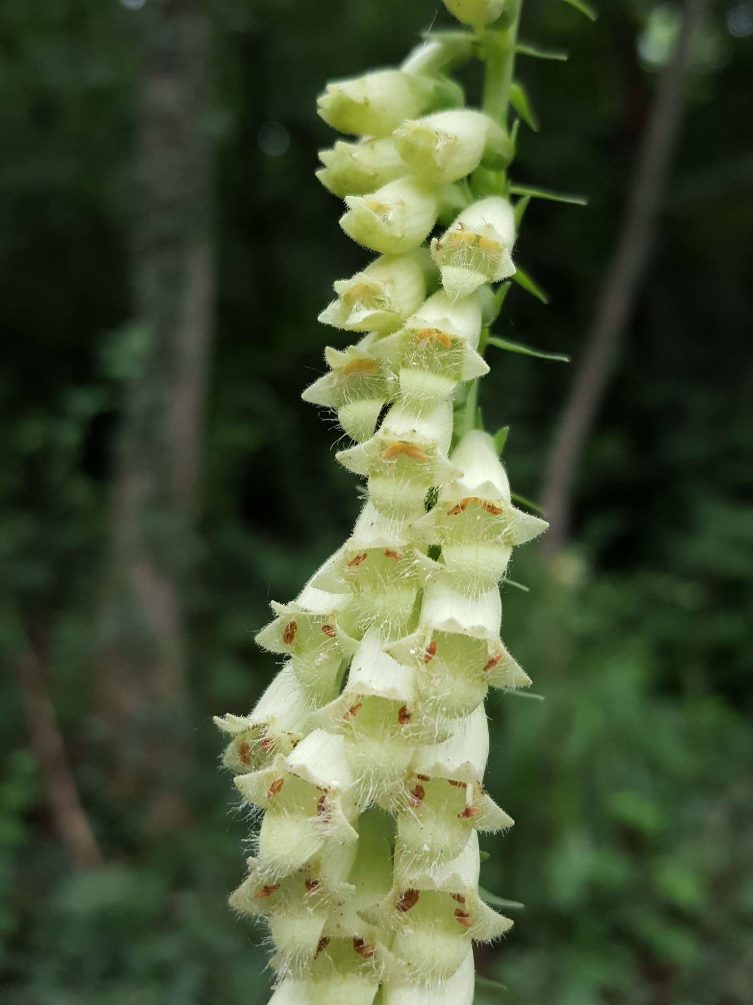 Digitalis lutea