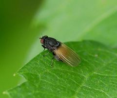 Minettia longipennis