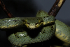 Craspedocephalus gramineus