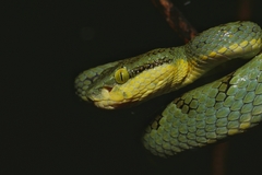 Craspedocephalus gramineus