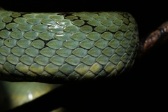 Craspedocephalus gramineus