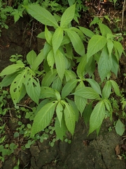 Comanthosphace japonica