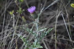 Cirsium undulatum undulatum