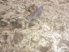 Eunica monima modesta