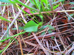 Ranunculus rhomboideus