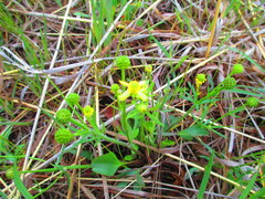 Ranunculus rhomboideus