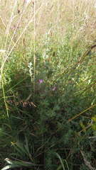 Ononis spinosa spinosa