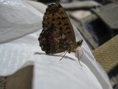 Boloria angarensis