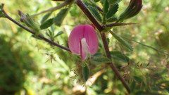 Ononis spinosa spinosa