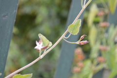 Convolvulus sagittatus