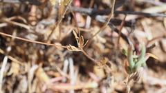 Leptosiphon pygmaeus continentalis