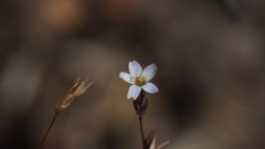 Leptosiphon pygmaeus continentalis