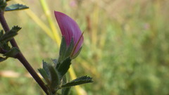 Ononis spinosa spinosa