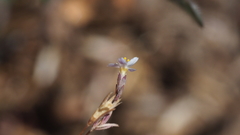 Leptosiphon pygmaeus continentalis