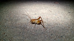 Ceuthophilus hesperus