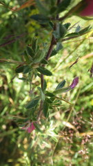 Ononis spinosa spinosa