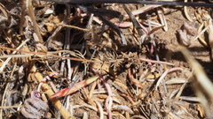 Leptosiphon pygmaeus continentalis