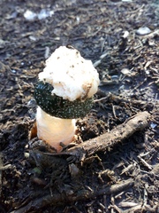 Itajahya galericulata