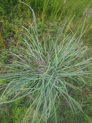 Andropogon virginicus