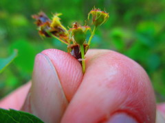 Amelanchier interior