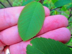 Amelanchier interior