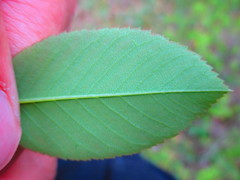 Amelanchier interior