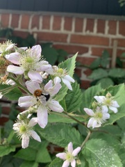 Bombus hypnorum