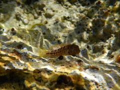 Microlipophrys canevae