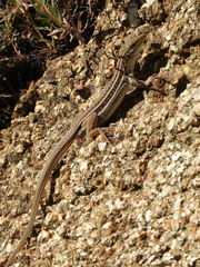 Aspidoscelis sonorae