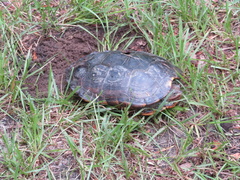 Malaclemys terrapin centrata