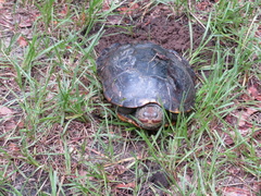 Malaclemys terrapin centrata