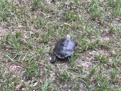Malaclemys terrapin centrata