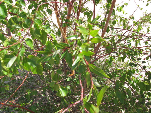 Tyrell’s Willow (Salix tyrrellii)