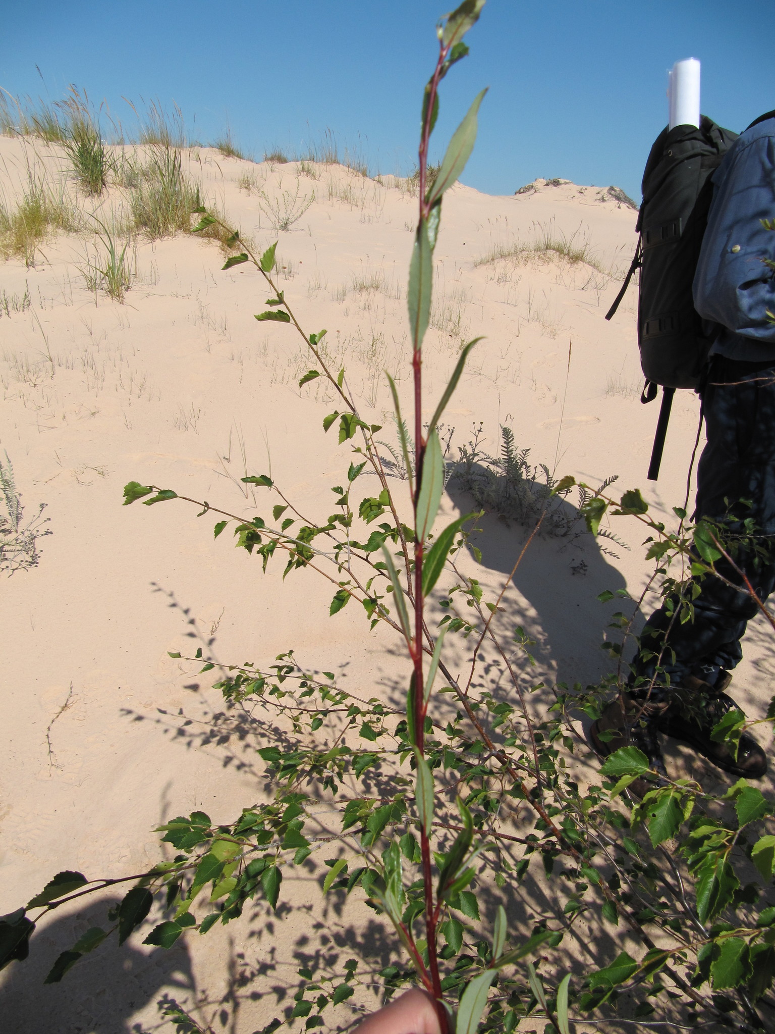 Salix tyrrellii